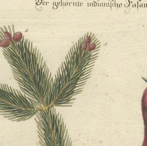 Hand-Colored Engraving of the Horned Indian Pheasant by Johann Seligmann, c.1770, close-up 6
