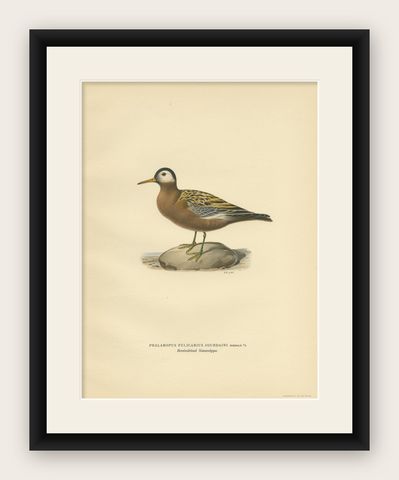 Antique Bird Print of the Red Phalarope by Von Wright '1929', shown framed