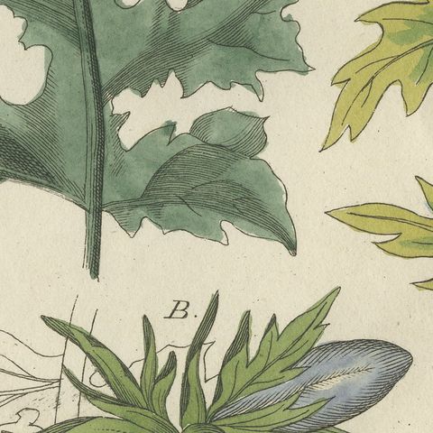Acanthus Leaves, Classical Ornament Plant, Antique Bertuch Print, circa 1810, close-up 5