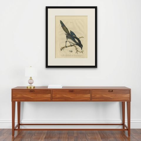 Magpie (Pica), Antique Ornithological Print with Dutch Text, Nozeman, 1770–1829, shown framed on a wall