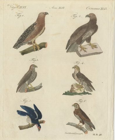 Six Hawks and Buzzards, Birds of Prey, Antique Bertuch Print, circa 1805