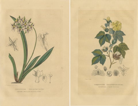 Orchid & Cotton Elegance: A Botanical Legacy in Bloom - Old Engravings of 1845, view 4