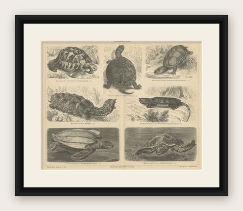 Original Antique Lithograph of Various Turtles, shown framed