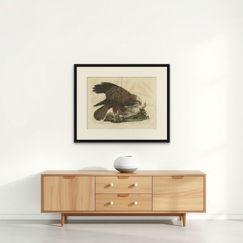 Antique Bird Print of the Western Marsh Harrier by Sepp & Nozeman, 1770, shown framed on a wall