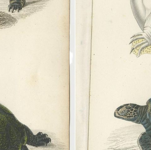 Set of 2 Original Antique Prints of Turtles, close-up 2