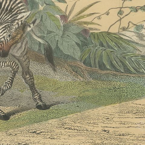 Antique Horse and Zebra Print with the Extinct Quagga, Kolb Mammals, circa 1890, close-up 5