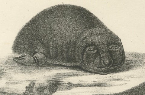 19th-Century Lithograph of Seals and Elephant Seals in Arctic and Marine Habitat, close-up 1