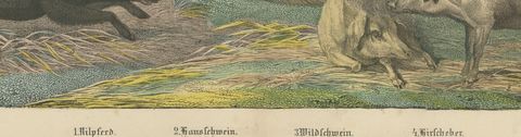 Antique Hippopotamus Print with Wild Boar and Babirusa, Kolb, circa 1890, close-up 2