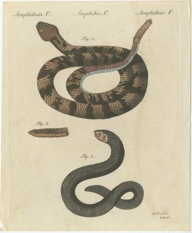 Rattlesnake with Its Rattle, Antique Bertuch Print, Vienna, circa 1805
