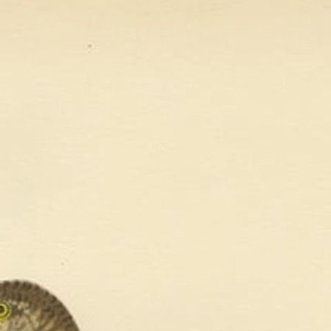 Antique Bird Print of a Female White Wagtail by Von Wright, 1927, close-up 1