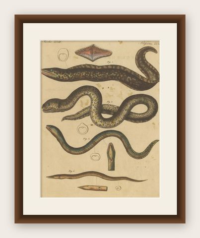 Antique Print of Various Marine Life Including the Dark Moray Eel, c.1800, shown framed