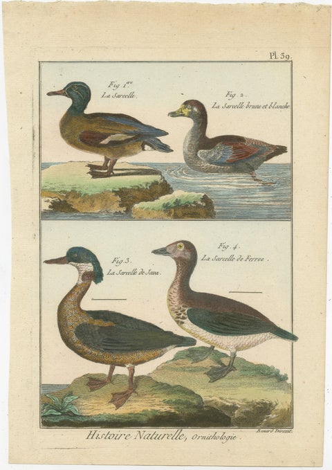 Richly Hand-Colored, Authentic Copper Engraving of 4 Teals (1792), view 2