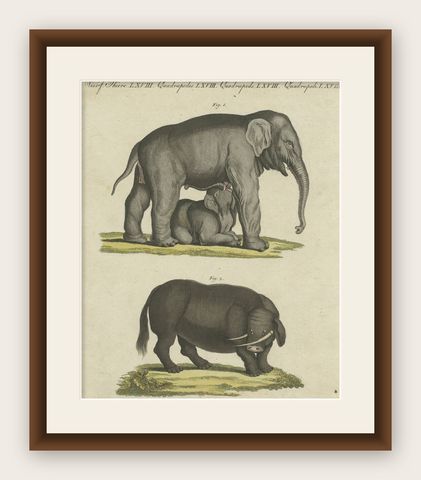 Original Antique Print of the Indian Elephant and the Mythical Beast Sukotyro, shown framed