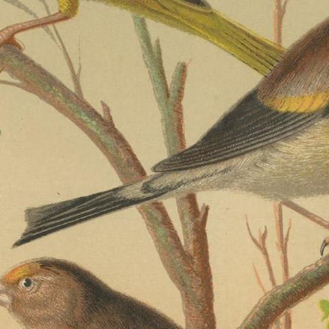 Antique Bird Print of Greenfinch & Canary Mule, Goldfinch & Linnet and Others, close-up 2