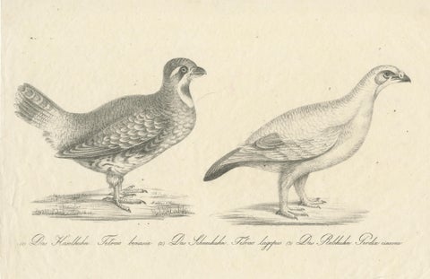 Antique Print of a Hazel Grouse and Lagopus Grouse, circa 1860, view 3