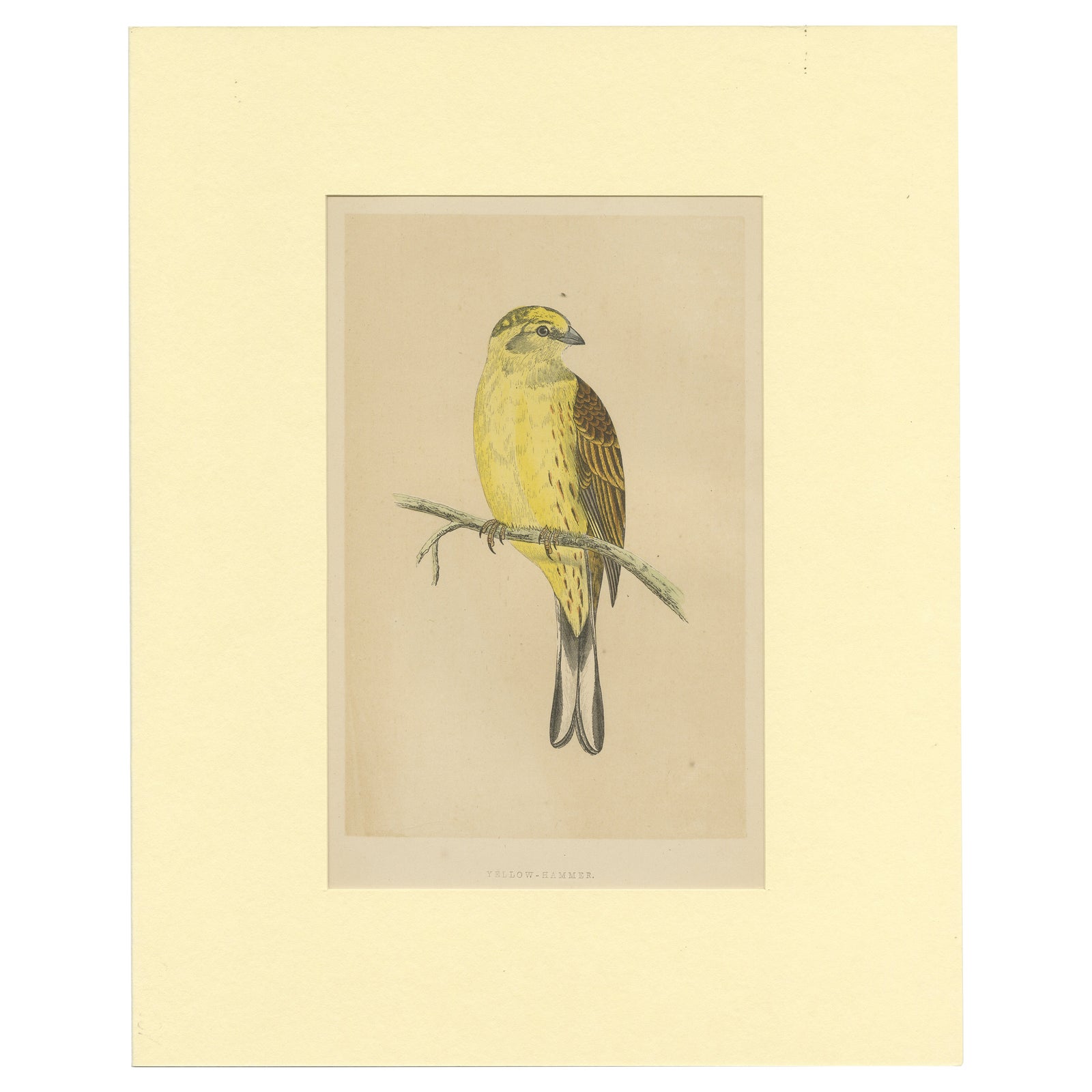 Antique Bird Print of a Yellow-Hammer