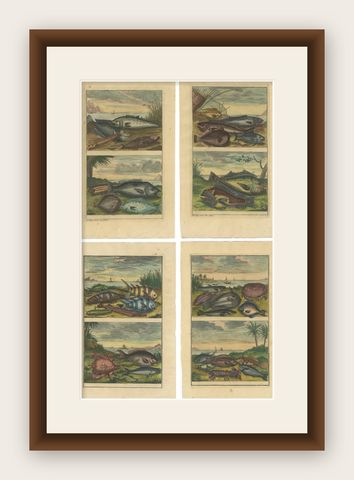 Set of 4 Colored Antique Prints of Various Fishes and Crustaceans, shown framed