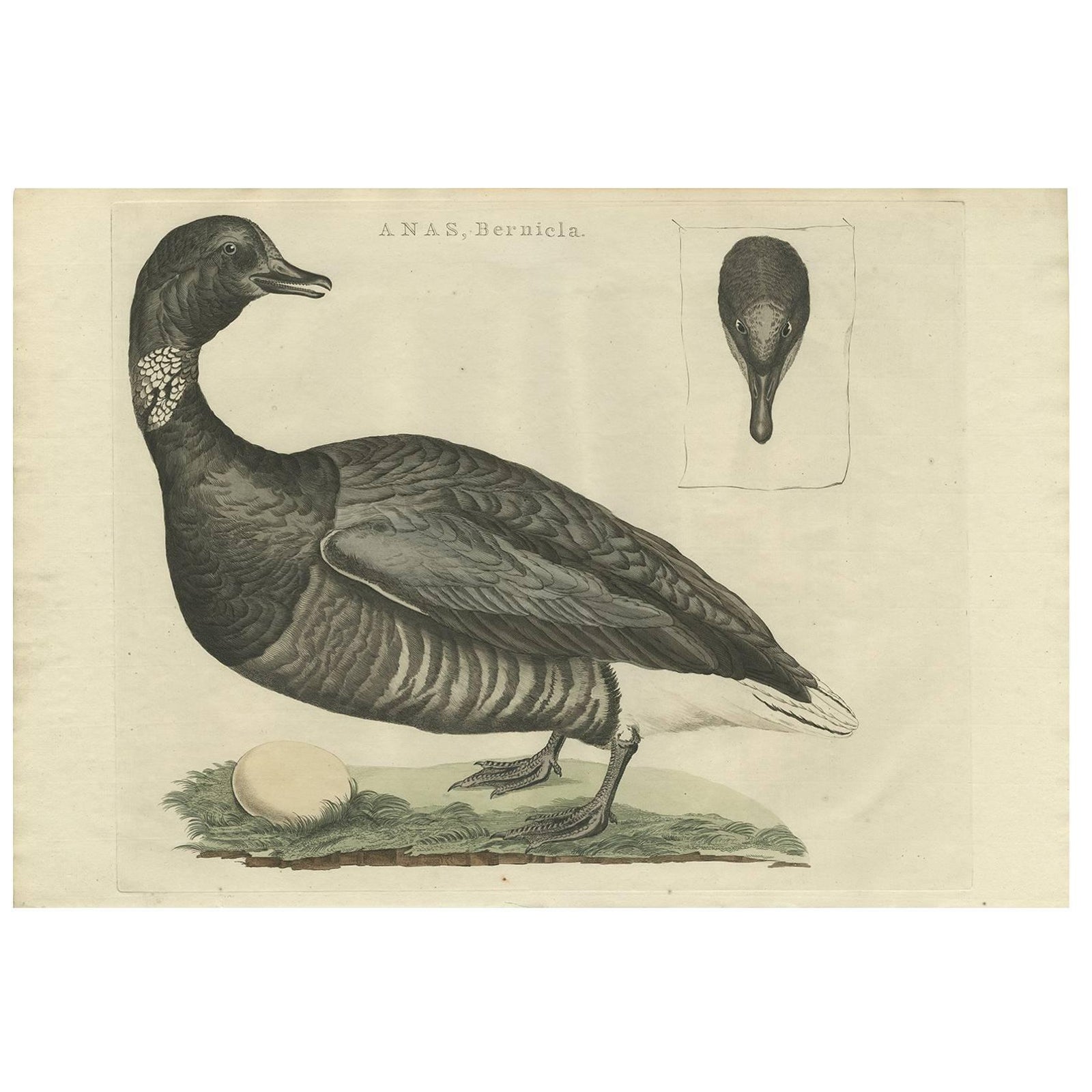 Brent Goose, Antique Bird Engraving by Nozeman and Sepp, 1789