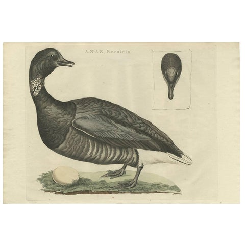Brent Goose, Antique Bird Engraving by Nozeman and Sepp, 1789