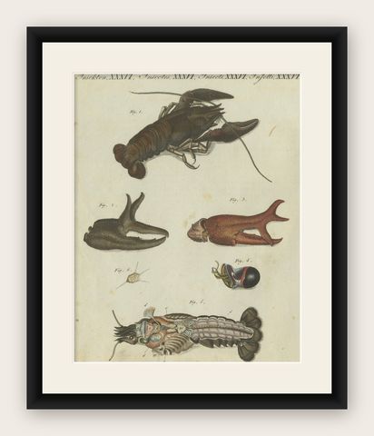 Fascinating Crustaceans and Marine Anatomy: Hand-Colored 19th-Century Engraving, shown framed