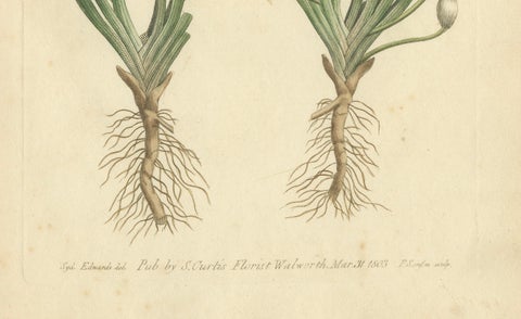 Old Botanical Engraving of Vallisneria (Tape Grass) - 1803 Aquatic Plant Print, close-up 1
