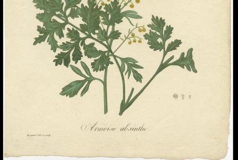 Antique Botanical Print of Artemisia Absinthium or Wormwood, ca.1821, close-up 1