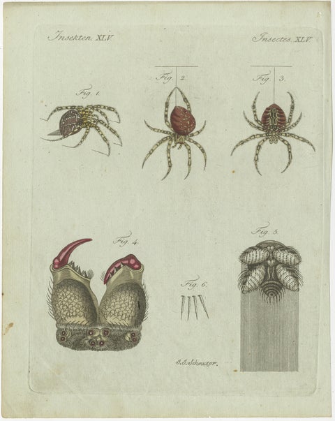 European Garden Spider Anatomy: Hand-Colored Engraving from Bertuch, 1798, view 2