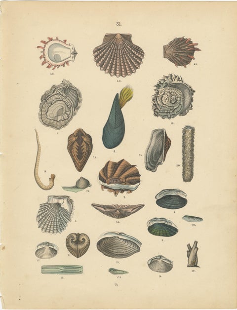 Shells & Bivalves Print: Mussels, Oysters, Scallops, Clams, Antique 1867, view 2