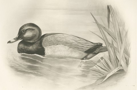 Pochard Drake Swimming by Reeds, Plate CLXXX after Lilian Medland, c. 1909, close-up 1