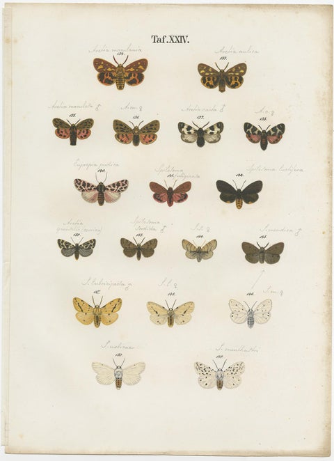 Set of 6 Antique Prints of Various Butterflies and Moths by Ramann, circa 1870, view 3