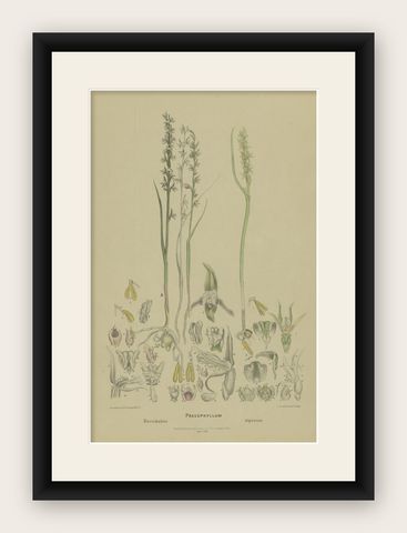 Antique Botany Print of the Short-Lip Leek Orchid & Alpine Leek Orchid, '1884', shown framed