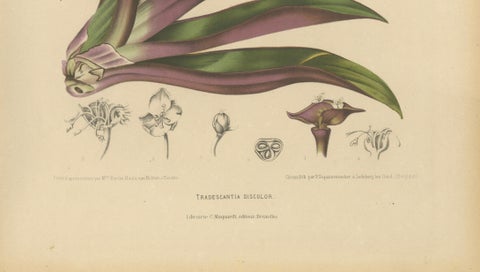 Original Antique Botanical Chromolithograph of Oyster Plant, c.1880, close-up 4