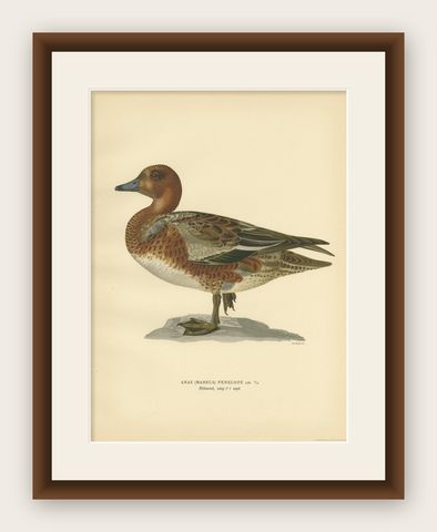 Antique Bird Print of a Young Eurasian Wigeon by Von Wright '1929', shown framed