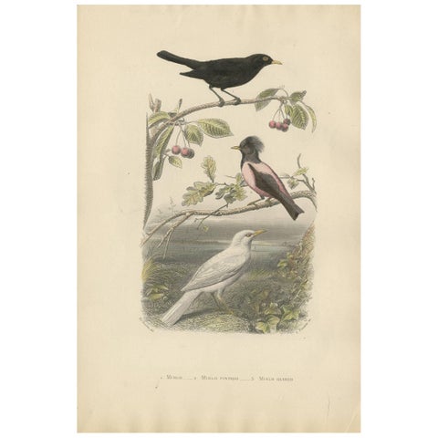 Common Blackbird, Rosy Starling and Albino Blackbird, Antique Bird Print, 1860