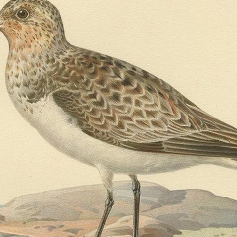 Antique Bird Print of the Sanderling 'Male' by Von Wright, 1929, close-up 2