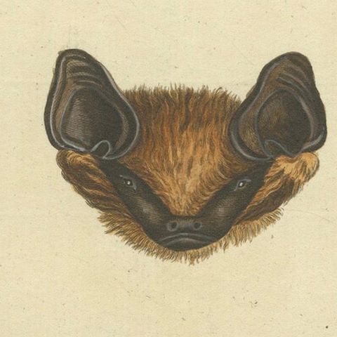 Elegance in Shadow: The Asian Parti-Colored Bat Engraved, 1775, close-up 4