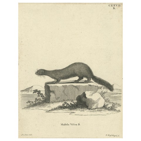 Antique Engraving of a European Mink (Mustela vison B.), Nußbiegel, ca.1800