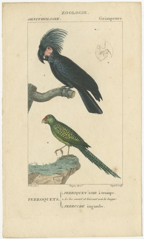 Set of 3 Antique Bird Prints - Parrots - Passerines - Birds of Prey, circa 1820, view 3