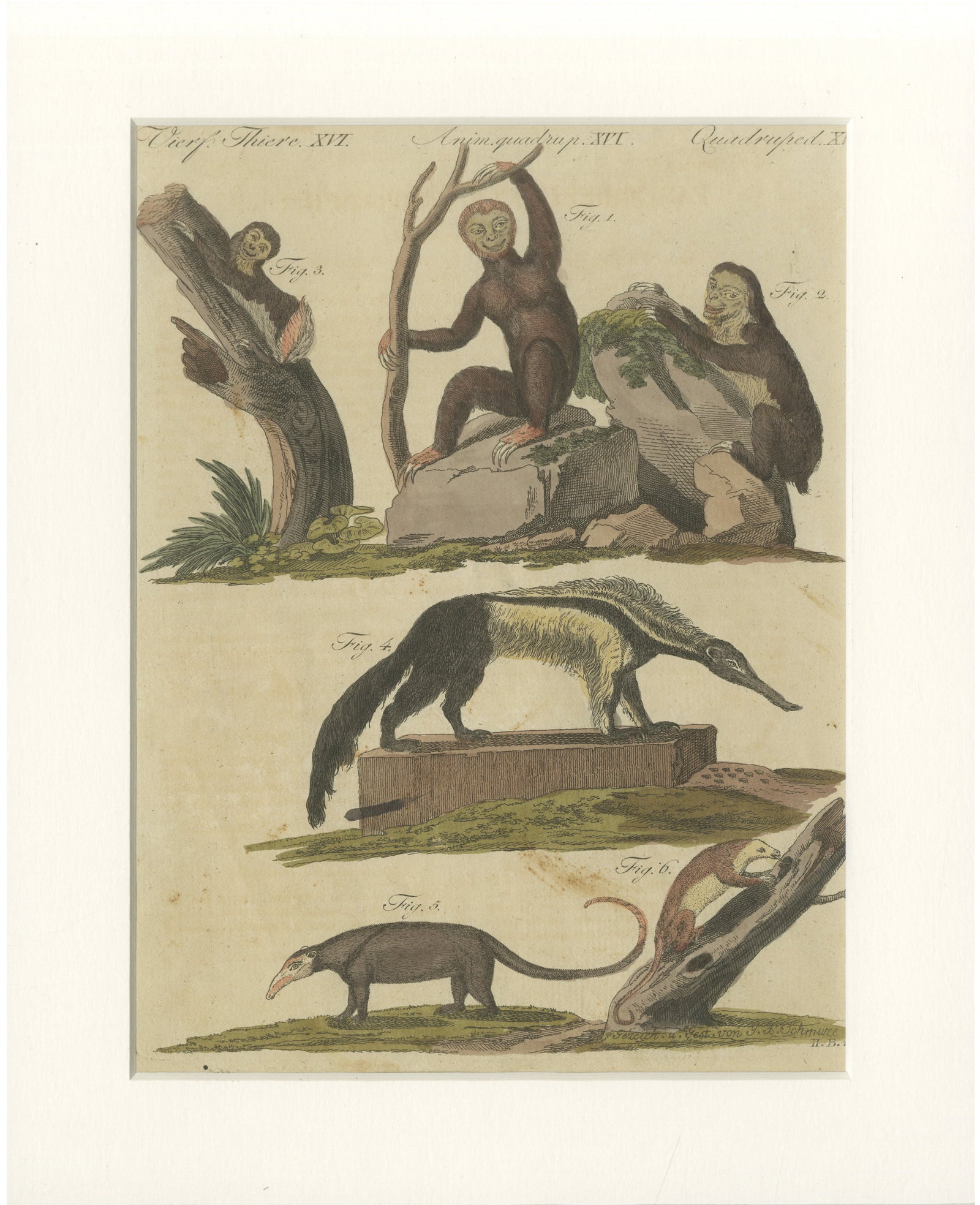 Antique Monkeys & South American Anteaters Engraving, Bertuch, c.1800