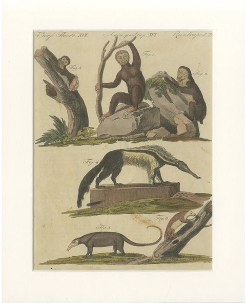 Antique Monkeys & South American Anteaters Engraving, Bertuch, c.1800