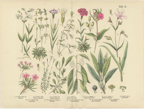 Antique Botanical Prints Set, German Wildflower Atlas Plates, Stuttgart 1885, view 2