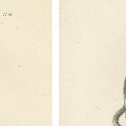 Spring Monkeys and Other Species, Lithographs by Last, 1836, Zoological Studies, close-up 5