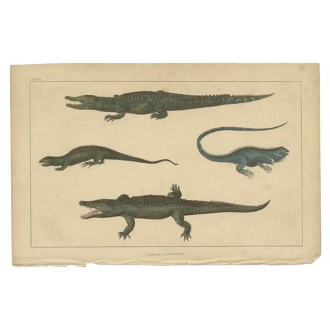 Antique Print of Various Reptiles like a Crocodile, Iguana, Lizzard, c.1852, view 2