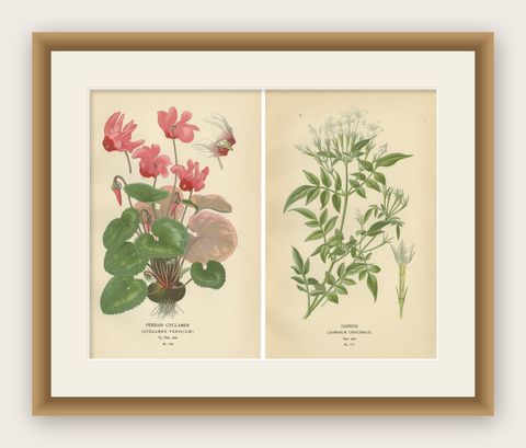 1897 Original Antique Botanical Prints, Persian Cyclamen and Jasmine, shown framed