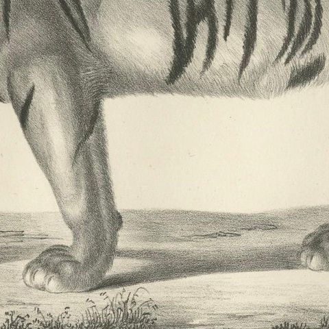 19th-Century Lithograph of the Striped Tigress, Mate of the Royal Tiger, close-up 6