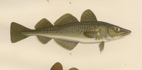 Haddock and Atlantic Cod - Majestic Scandinavian Fish Lithograph, 1895, close-up 3