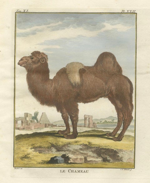 Antique Bactrian Camel Engraving, Buffon Hand-Coloured Print Amsterdam 1769, close-up 1
