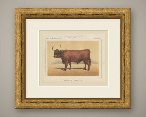 West Highland Ox, Scottish Cattle Chromolithograph by Olivier de Penne, 1863, shown framed