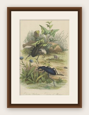Antique Print of Beetles, Published in 1854, shown framed