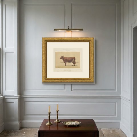 Ayrshire Cow, Scottish Dairy Cattle Chromolithograph by Olivier de Penne, 1863, shown framed on a wall
